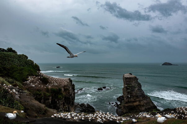 Cannet Colony, Muriwai, New Zealand