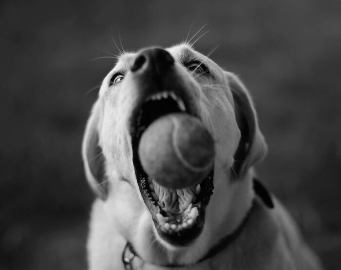 Catching Ball