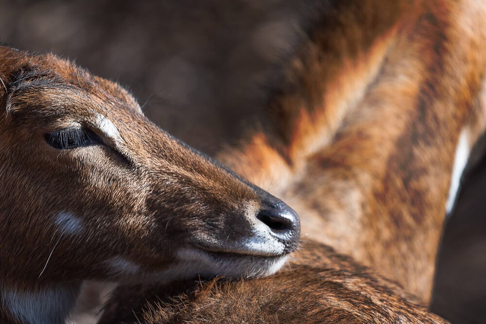 Nilgai, Zoo Zürich