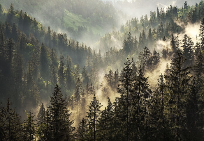 Nebelwald