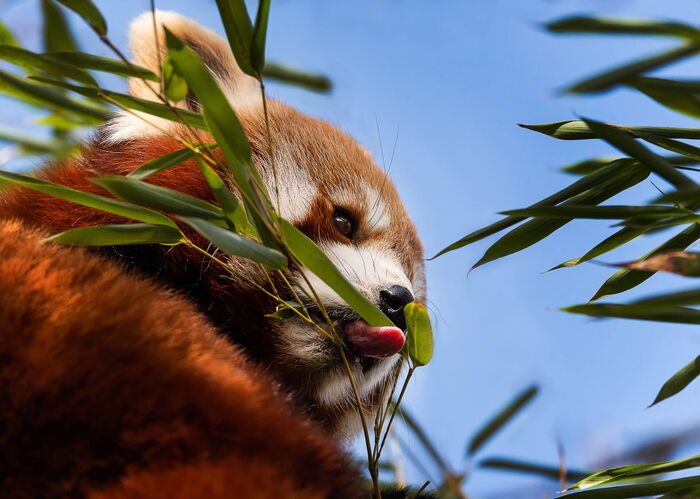Roter Panda