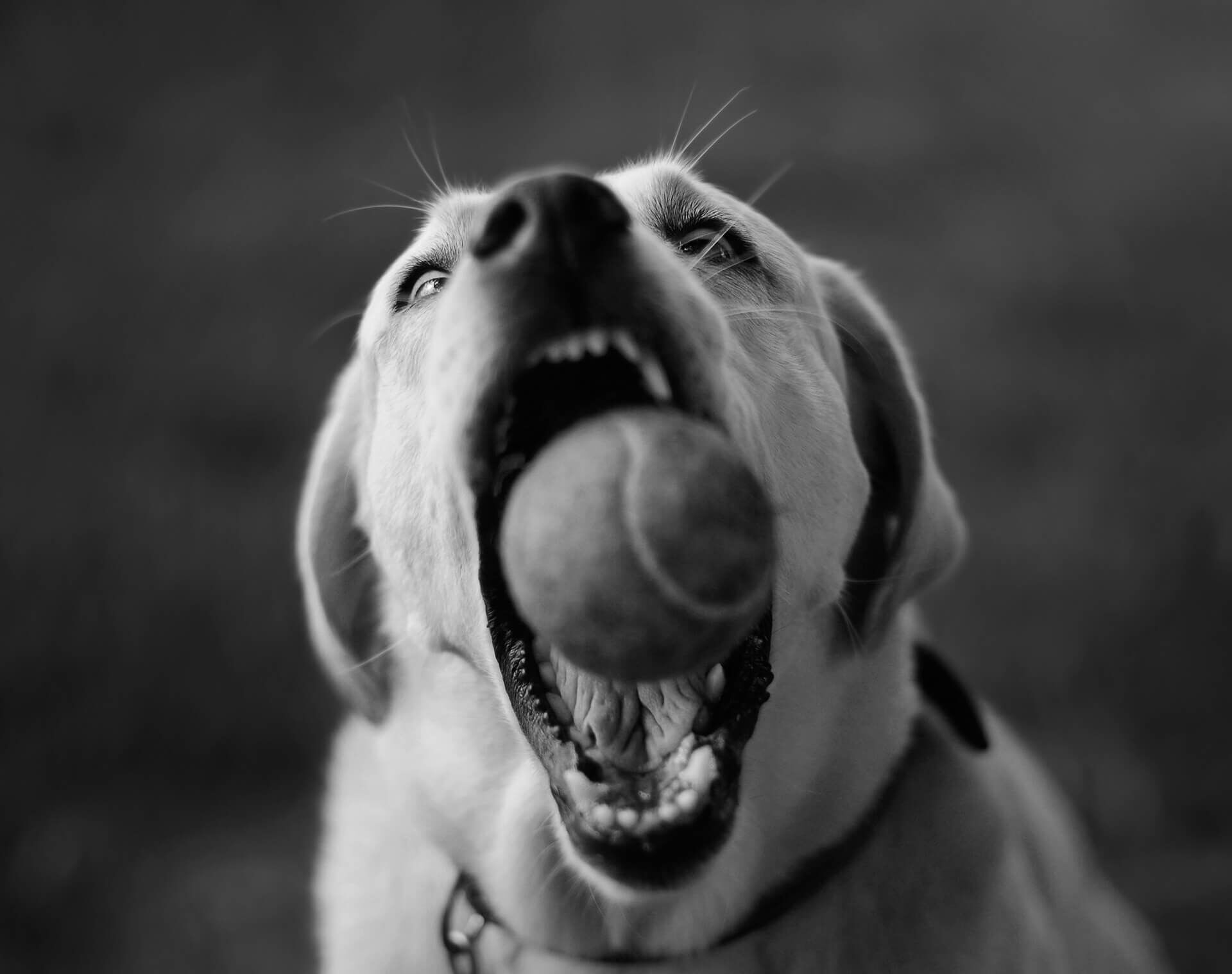 Catching Ball