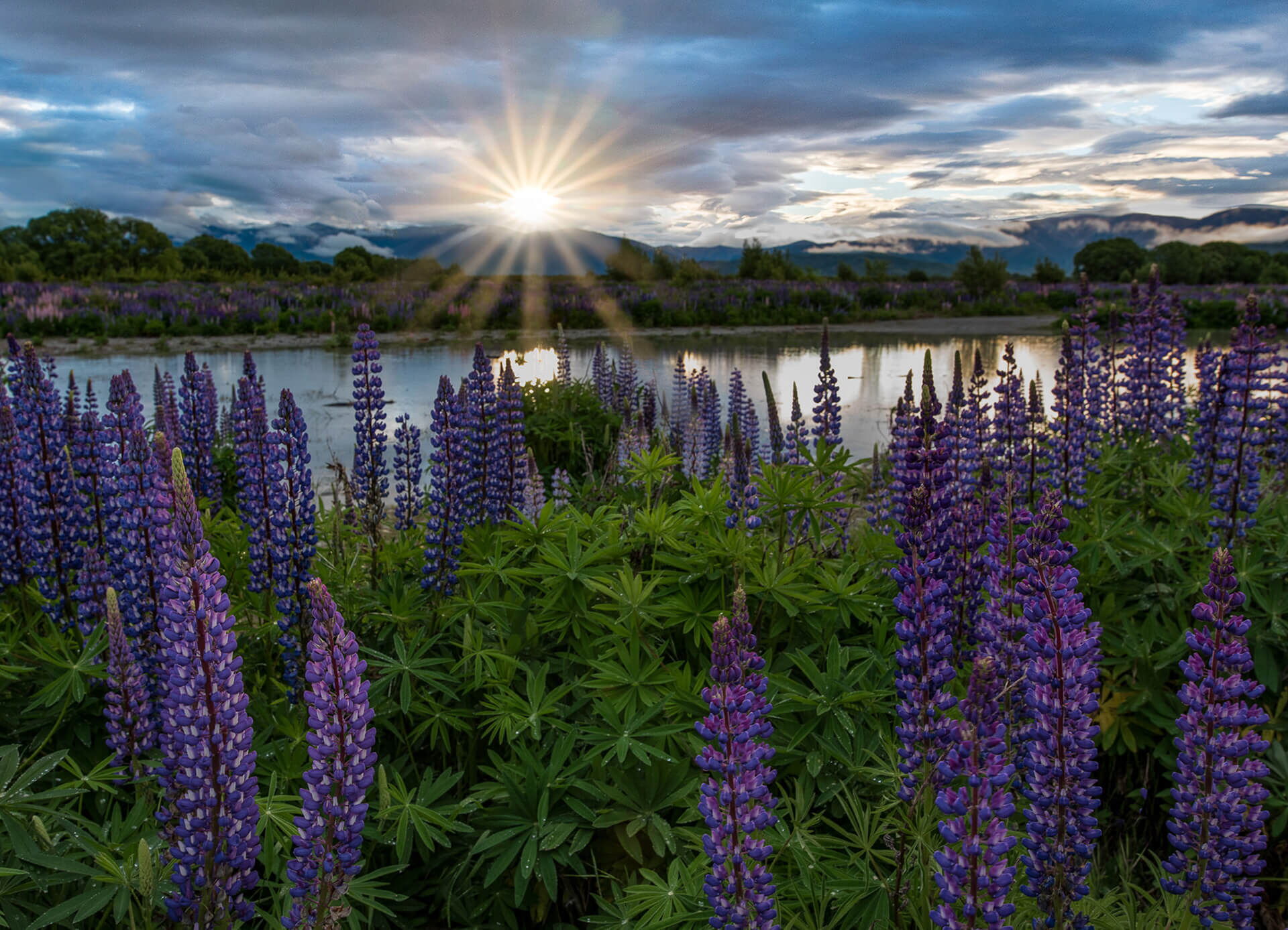 Lupines