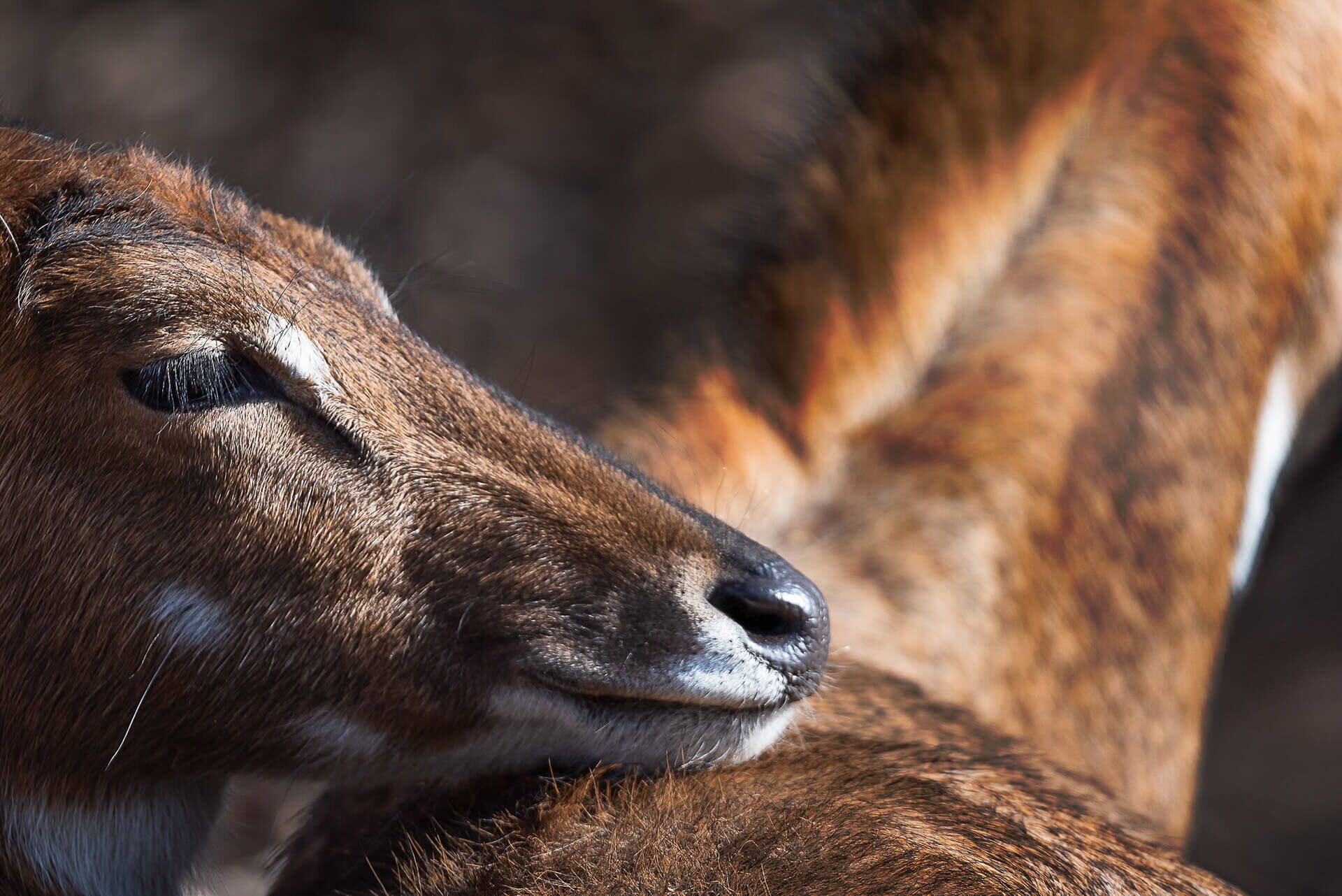 Nilgai, Zoo Zuerich, Switzerland