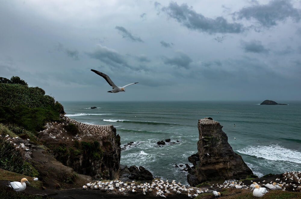 Gannet Colony